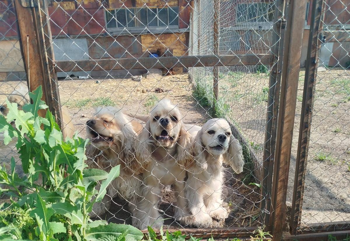 Саратовские ветеринары привили от бешенства кокер-спаниелей из питомника
